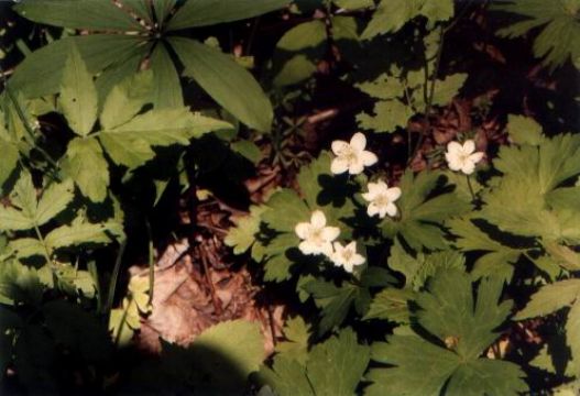 Anemone Dichotoma Extract